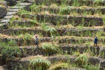 Cabo Verde, Santo Antao, Paul, hombres cosechando caña de azúcar en verde Valle do Paul . - foto de stock