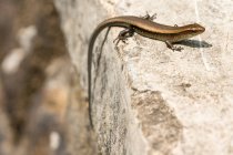 Indonesia, Java Barat, Cianjur, close-up of a lizard sitting in sunshine on stone surface — Stock Photo