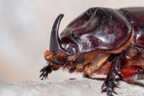 Indonesia, Java Barat, Cianjur, Rhinoceros beetle on surface — Stock Photo