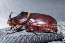 Indonesia, Java Barat, Bogor, Rhinoceros beetle on surface — Stock Photo