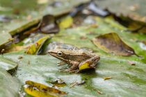 Indonesien, Java Barat, Kota Bandung, Frosch auf Seerose im Teich — Stockfoto