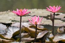 Индонезия, Ява-Барат, Кота-Чунг, водные лилии в парке — стоковое фото