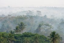 Воздушный вид плотных джунглей в тумане в Магеланге, Джава Тенга, Индонезия — стоковое фото