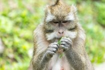 Closeup of monkey eating green leaves — Stock Photo
