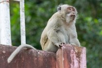 Мавпа сидить на стіні, дивлячись вбік — стокове фото