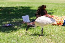 Australia, Sydney, Jardín Botánico, mujer acostada en la hierba - foto de stock