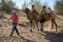 Asiatico uomo conduce due cammelli, Nurota tumani, Uzbekistan — Foto stock