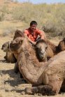 Conductor de camello y dromedarios que descansan en el desierto de Nurota tumani, Uzbekistán - foto de stock