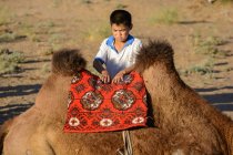 Petit chauffeur de chameau mettant une selle sur dromadaire dans le désert de Nurota tumani, Ouzbékistan — Photo de stock