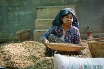 Mujer asiática recogiendo cacahuetes en la calle rural, provincia de Mandalay, Taung Ba, Taungtha, región de Mandalay, Myanmar - foto de stock