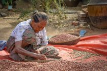 Myanmar, Mandalay Region, Taungtha, femme criblant des noix — Photo de stock