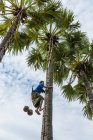 Vista de ángulo bajo del hombre extrayendo jugo de palma, Kabanyaten Banyuwangi, Java Timur, Indonesia - foto de stock