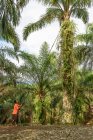Indonesia, Sumatera Utara, Kabul Langkat, hombre en plantación de aceite de palma - foto de stock