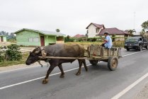 Indonesia, Sumatera Utara, Kabupaten Karo, hombre en carro con toro de trabajo - foto de stock