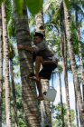 Blick auf den Menschen, der Palmsaft extrahiert, kabanyaten banyuwangi, java timur, Indonesien — Stockfoto