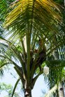 Vista dell'uomo che estrae succo di palma, Kabanyaten Banyuwangi, Java Timur, Indonesia — Foto stock