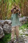 Black man carrying sugar canes on shoulder, Paul, Santo Antao, Cape Verde — Stock Photo