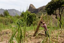 Cabo Verde, Santo Antao, Paul, homem colhendo cana-de-açúcar em verde Valle do Paul . — Fotografia de Stock