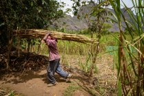 Cape Verde, Santo Antao, Paul, side view of man harvesting sugar cane — Stock Photo