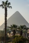 Egypt, Giza Governorate, Al Haram, The Mena House Hotel park with palms, pyramid view on background — Stock Photo