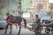 Uomo alla guida di un carro trainato da cavalli sulla strada della città, Cairo, Governatorato del Cairo, Egitto — Foto stock