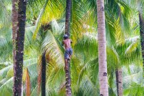Індонезія, Малуку Утара, Кабупатон Пулау Моротай, альпініст на пальмі збирає кокосові горіхи. — стокове фото