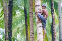 Индонезия, Молуку Утара, Кабупатен Пулау Моротай, местный альпинист на пальме в пальмовых рощах Моротай на севере Моликкена — стоковое фото