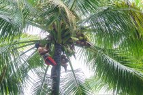 Indonesia, Maluku Utara, Kabul Pulau Morotai, native at coconut harvest in palm groves of Morotai on northern Molikken — Stock Photo
