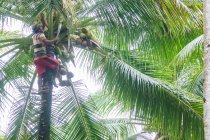 Indonesia, Maluku Utara, Kabul Pulau Morotai, raccolta del cocco nelle palme di Morotai nel nord di Molikken — Foto stock
