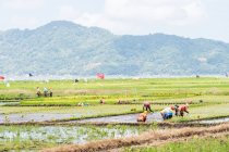 Indonesia, Sulawesi Utara, Kaban Minahasa, lugareños en cultivo de arroz, lago Danau Tondano en Sulawesi Utara - foto de stock