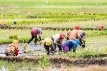 Indonesia, Sulawesi Utara, Kaban Minahasa, lugareños en cultivo de arroz, lago Danau Tondano en Sulawesi Utara - foto de stock