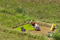 Indonesia, Sulawesi Selatan, Toraja Utara, lugareños trabajando en campos de arroz - foto de stock