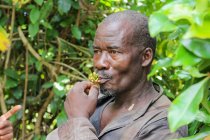 Tanzânia, Zanzibar, Ilha de Pemba, Colheita do cravo, homem que come plantas — Fotografia de Stock