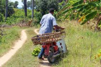 Танзанія, Занзібар Пемба острова, людина з скутер пожинає банани — стокове фото