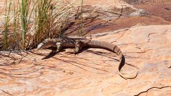 Austrália, Austrália Ocidental, Karijini, close-up de um dragão de Komodo em terreno deserto — Fotografia de Stock