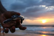 Male hand holding baby turtle, sunset at sea on background — Stock Photo