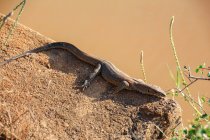 Sri Lanka, South Province, Tissamaharama, Yala National Park, Lizard lying on stony surface — Stock Photo