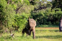 Sri Lanka, Provincia del Sur, Tissamaharama, Parque Nacional de Yala, Elefante Indio en hábitat natural - foto de stock
