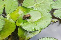 Indonesia, Bali, Gianyar, rana sobre hojas de lirio de agua - foto de stock