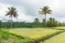 Індонезія, Балі, Gianyar, рисові тераси в Балі, Pura Гунунг кави, Банджарська-Penaka — село в провінції Tambak — стокове фото