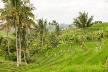 Indonesien, Bali, Tabanan, Reisterrassen und Felder in Bali, wunderschöne, üppige Landschaft — Stockfoto
