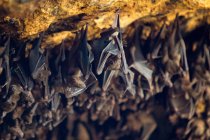 Indonesia, Bali, Karangasem, bats in Pura Goa Lawah temple complex — Stock Photo