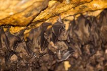 Indonésia, Bali, Karangasem, morcegos em Pura Goa Lawah templo complexo — Fotografia de Stock