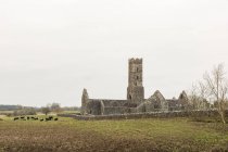 Irland, Innereien, Klonmacnoise, Klonmacnoise, Kuh, die von der Klosterruine gehört wird — Stockfoto