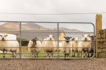 Irlanda, Kerry, Condado de Kerry, Anillo de Kerry, rebaño de ovejas en un prado verde junto al mar - foto de stock