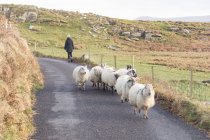 Irlanda, Kerry, Condado de Kerry, Leacanabuaile Stone Fort, rebaño de ovejas caminando por la naturaleza - foto de stock
