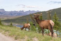 Stags Канади, Альберти, Національний парк Джаспер, на краю дороги — стокове фото