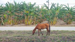Cuba, Sancti Spritus, Manaca Iznaga, vallée des sucreries, cheval mangeant de l'herbe dans les champs — Photo de stock