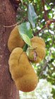 Cuba, Pinar del Rio, Viales, Jackfruit colgando de un árbol - foto de stock