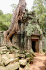 Cambodia, Siem Reap Province, Krong Siem Reap, Temple Ta Prohm, Temple of the Jungle — Stock Photo